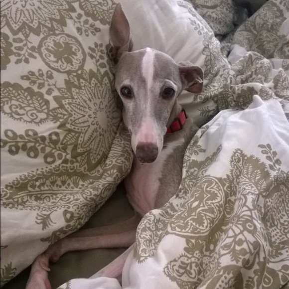 Meet your Posher, Caren - Picture 4 of 4